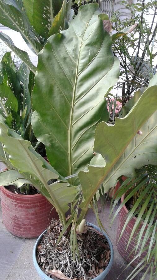Anthurium cubense flower