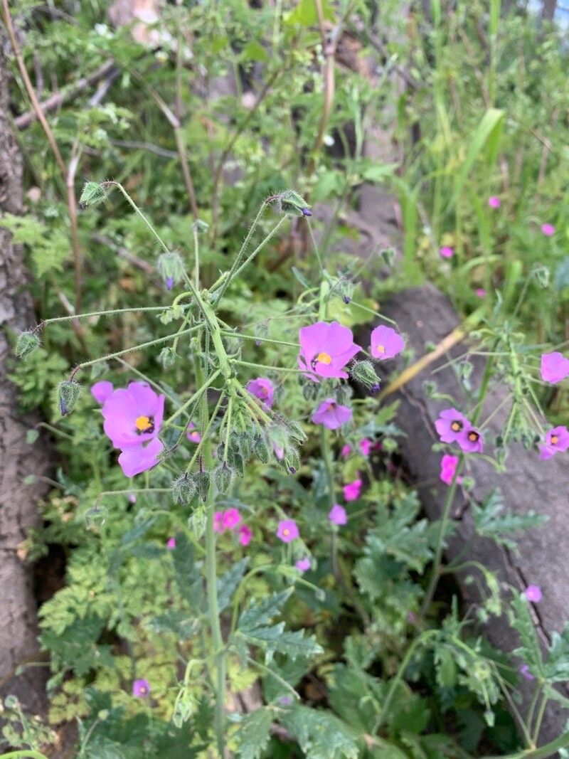 Eremalche rotundifolia — houseplant care guide