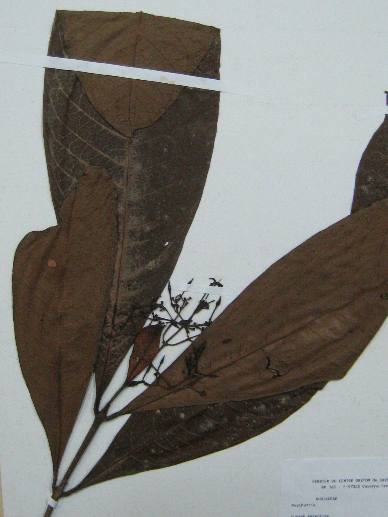 Ixora pubescens other