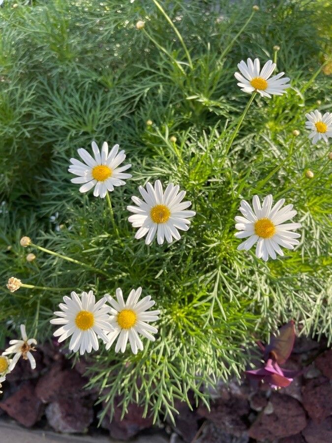 Argyranthemum foeniculaceum flower