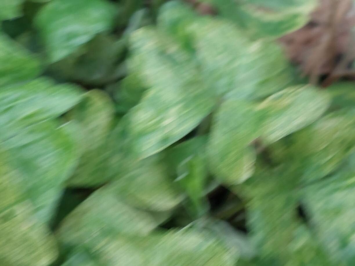 Oxalis griffithii leaf