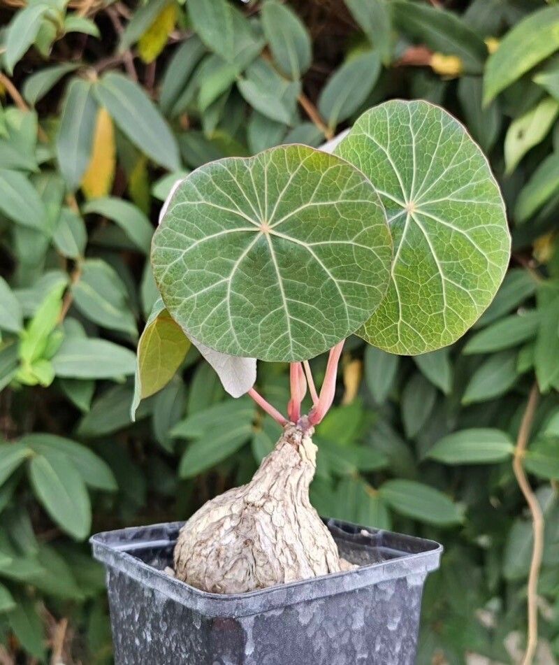 Stephania kaweesakii — related species from the same genus