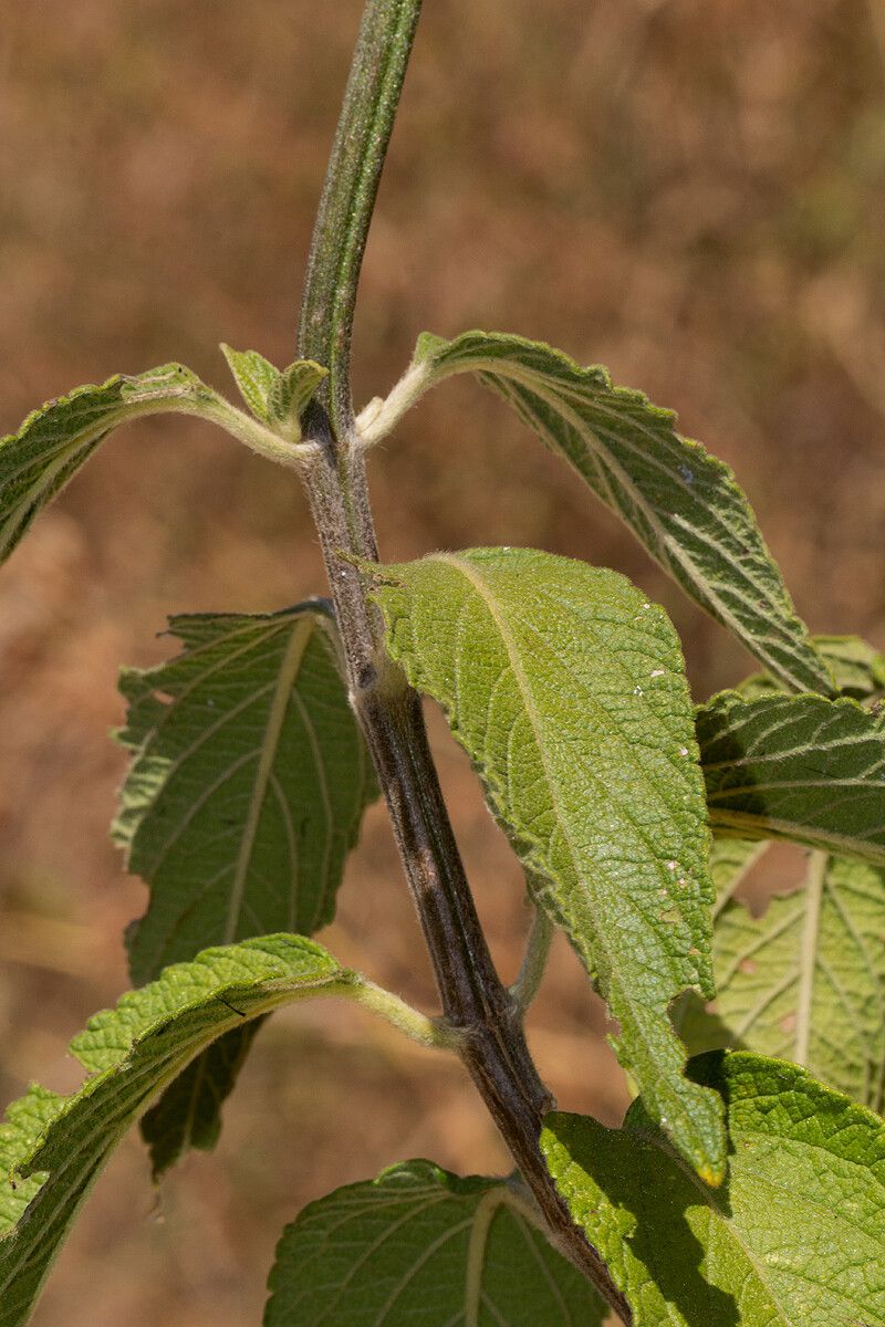 Leonotis decadonta