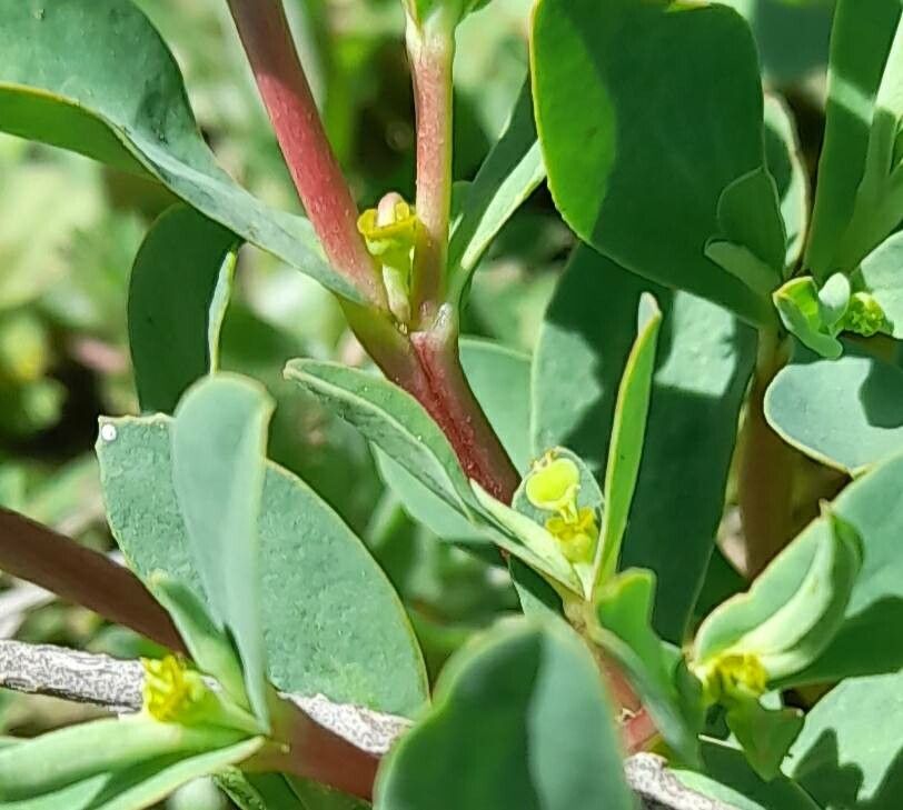 Euphorbia portulacoides flower