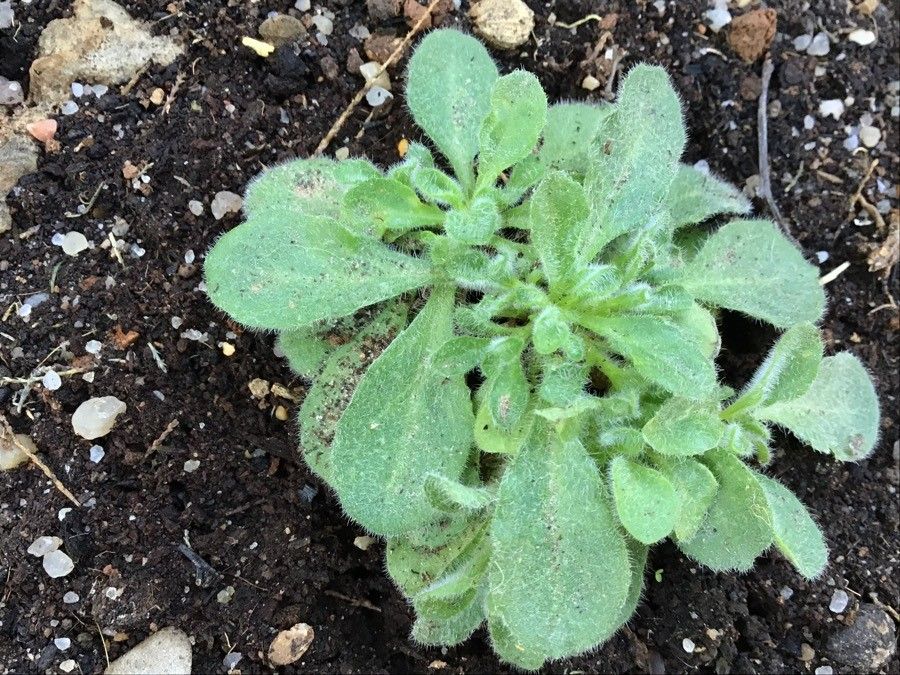 Campanula mollis — houseplant care guide