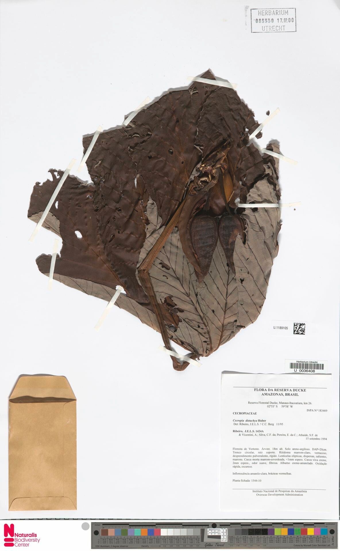 Cecropia distachya fruit