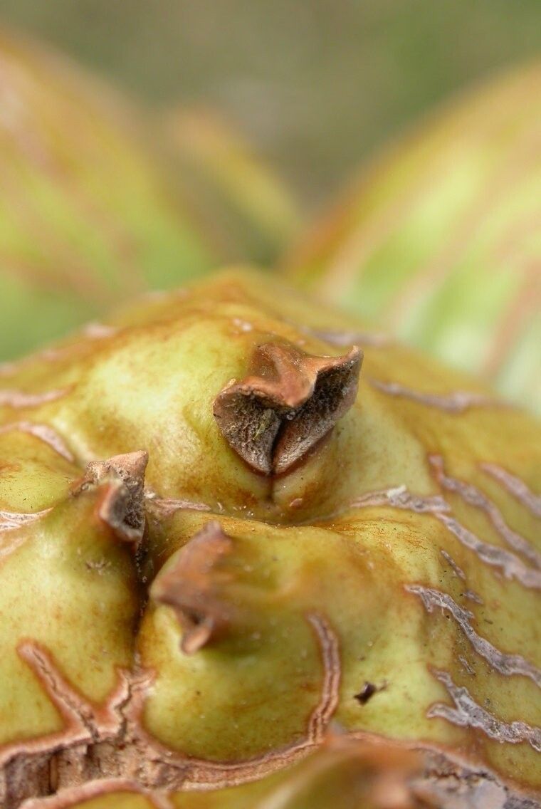 Pandanus insuetus — houseplant care guide