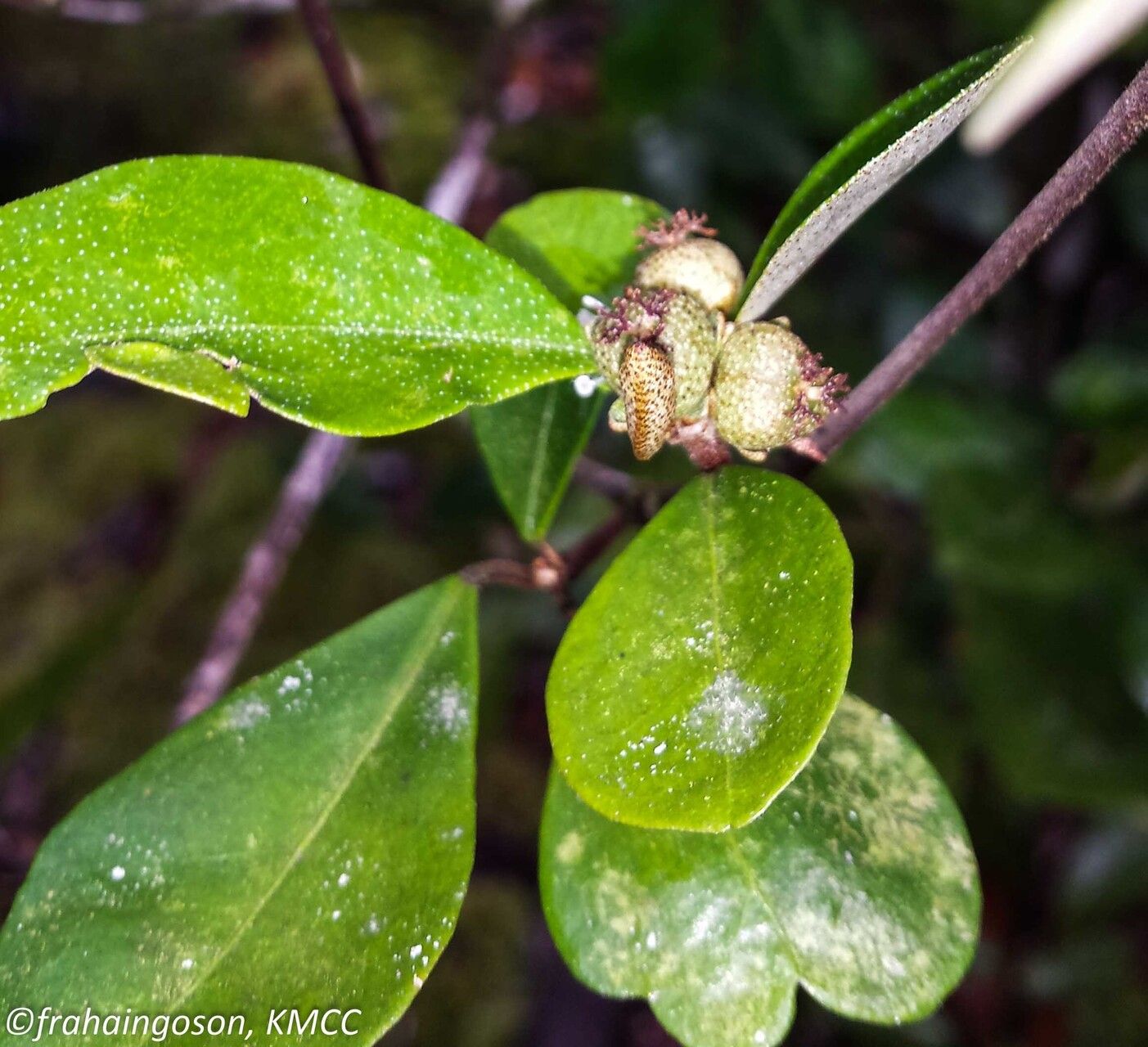 Croton noronhae fruit
