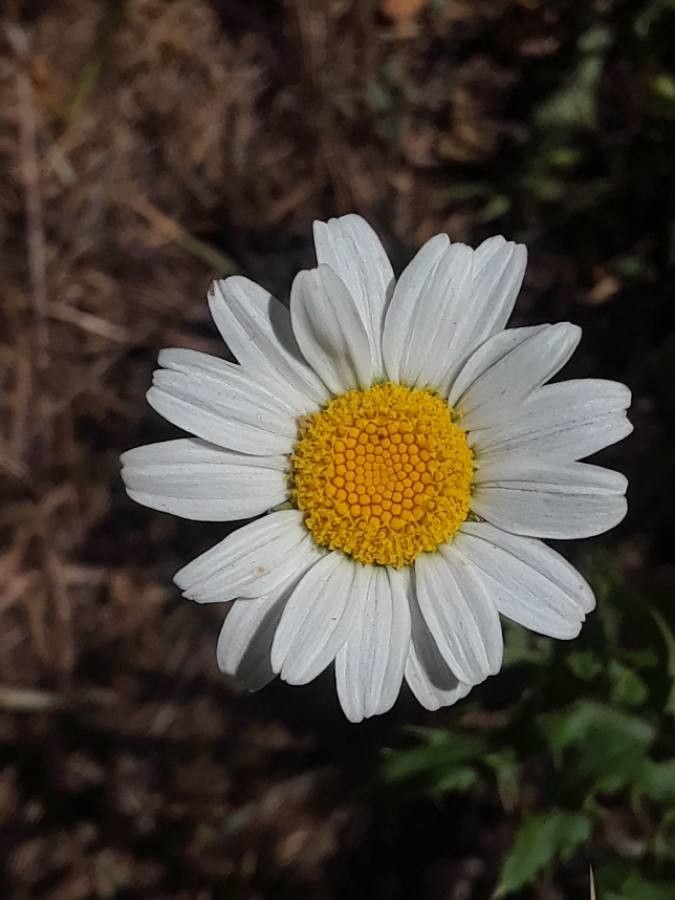 Anthemis cotula flower