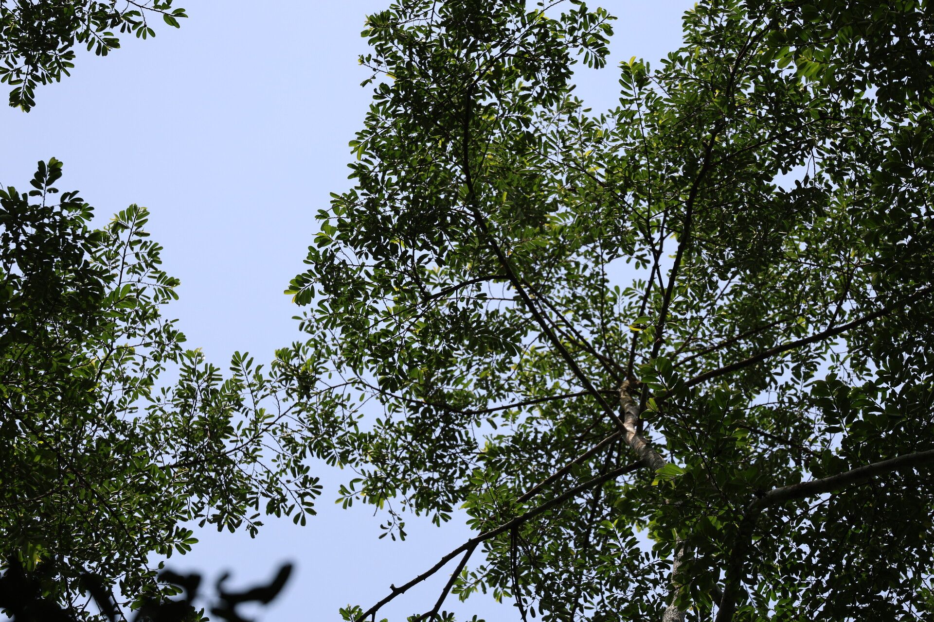 Erythroxylum mannii habit