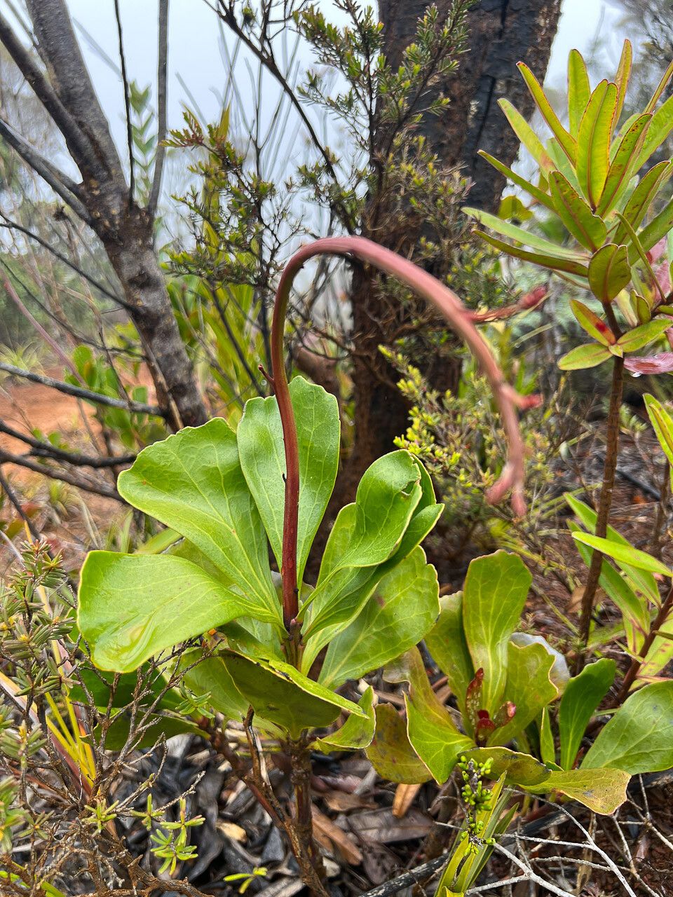 Beaupreopsis paniculata leaf