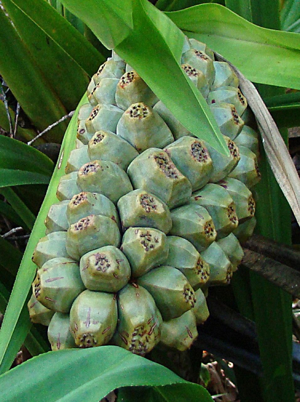 Pandanus lacuum fruit