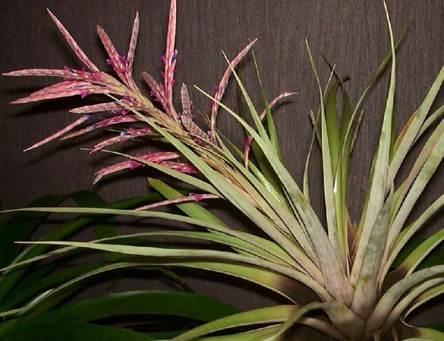 Tillandsia heterandra — houseplant care guide