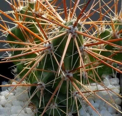 Grusonia grahamii — related species from the same genus