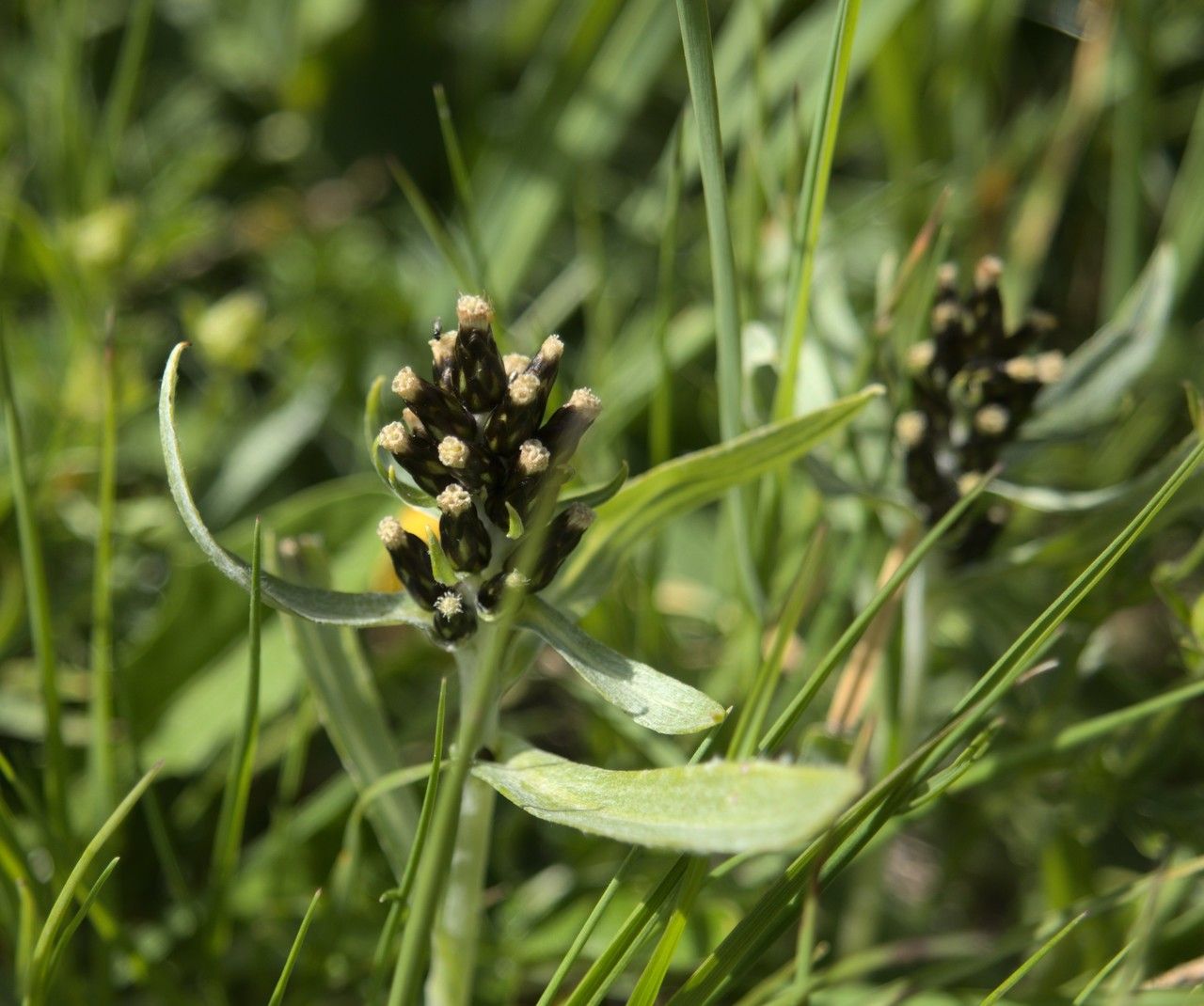 Gnaphalium norvegicum fruit