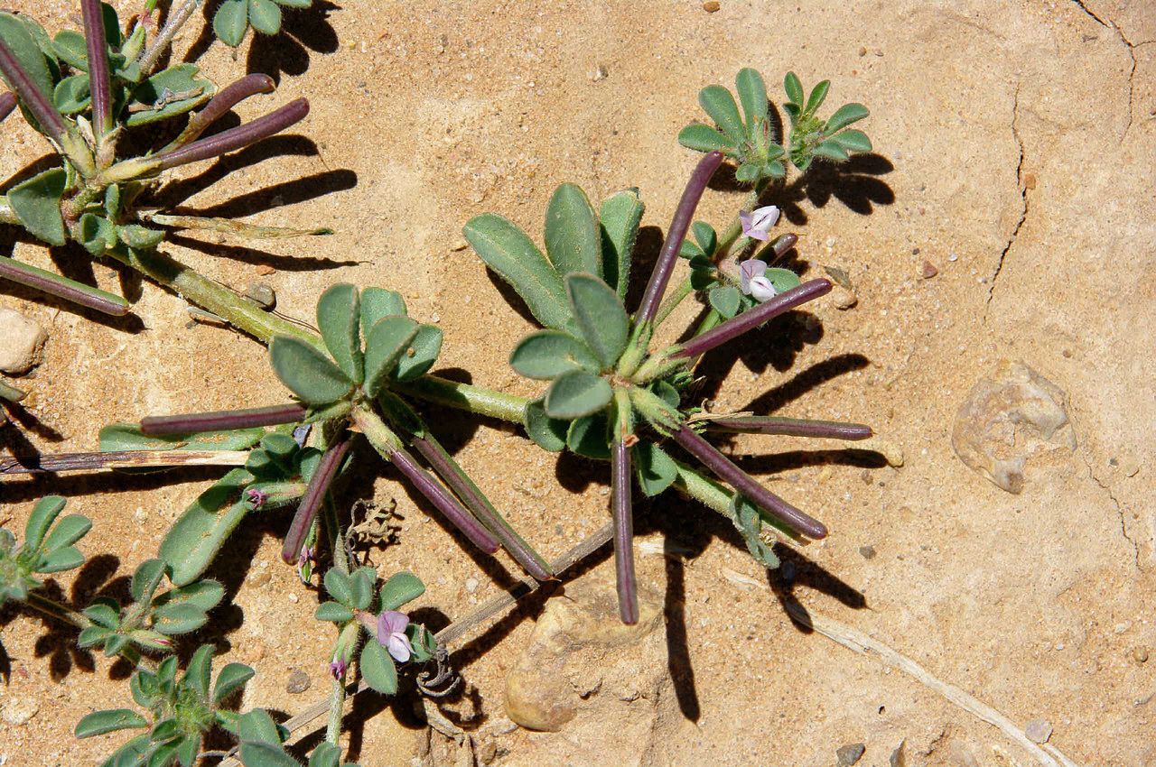 Lotus glinoides fruit