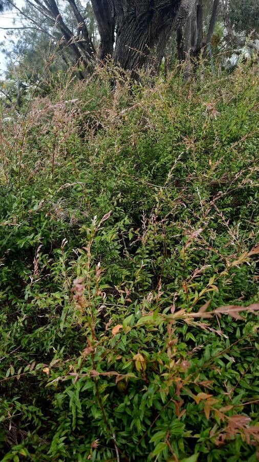 Austromyrtus dulcis — related species from the same genus