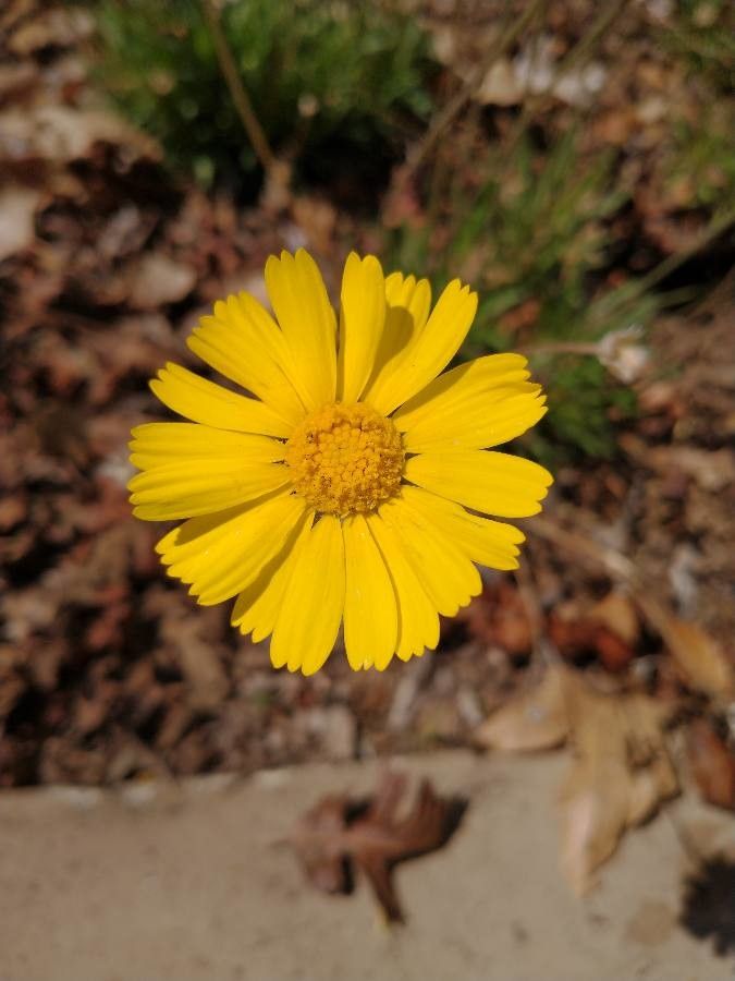 Tetraneuris acaulis flower