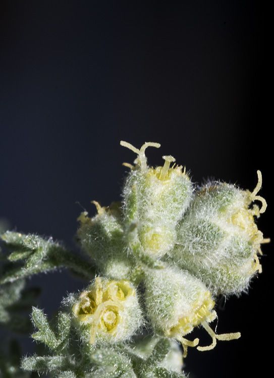 Picrothamnus desertorum — search result for 'Artemisia'