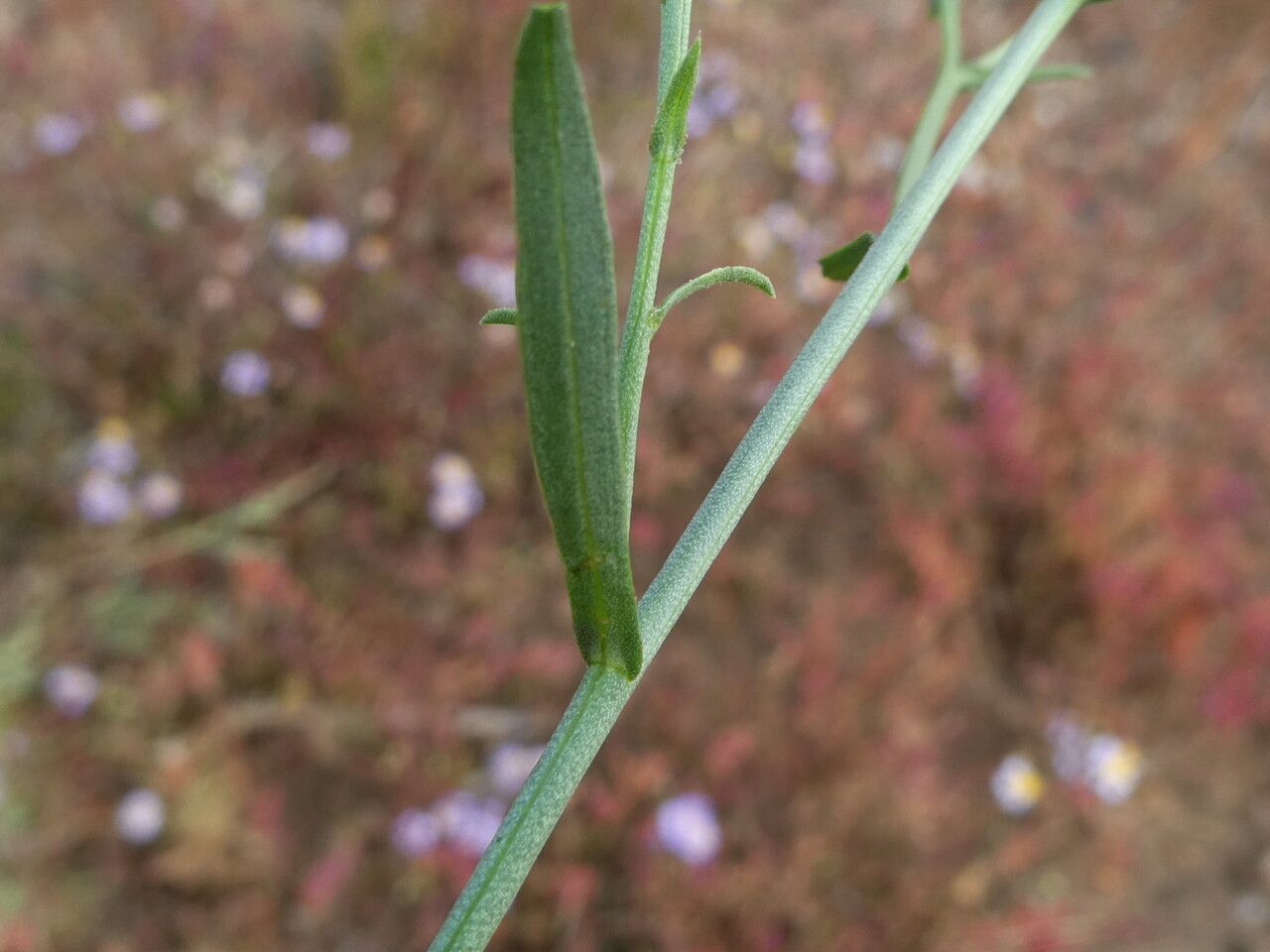 Tripolium pannonicum