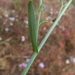 Tripolium pannonicum