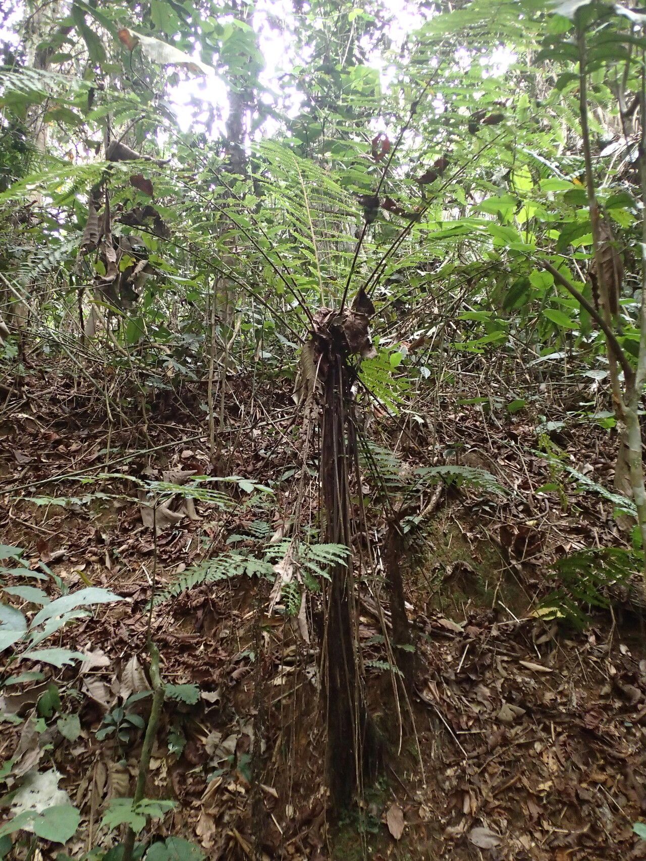 Alsophila camerooniana leaf