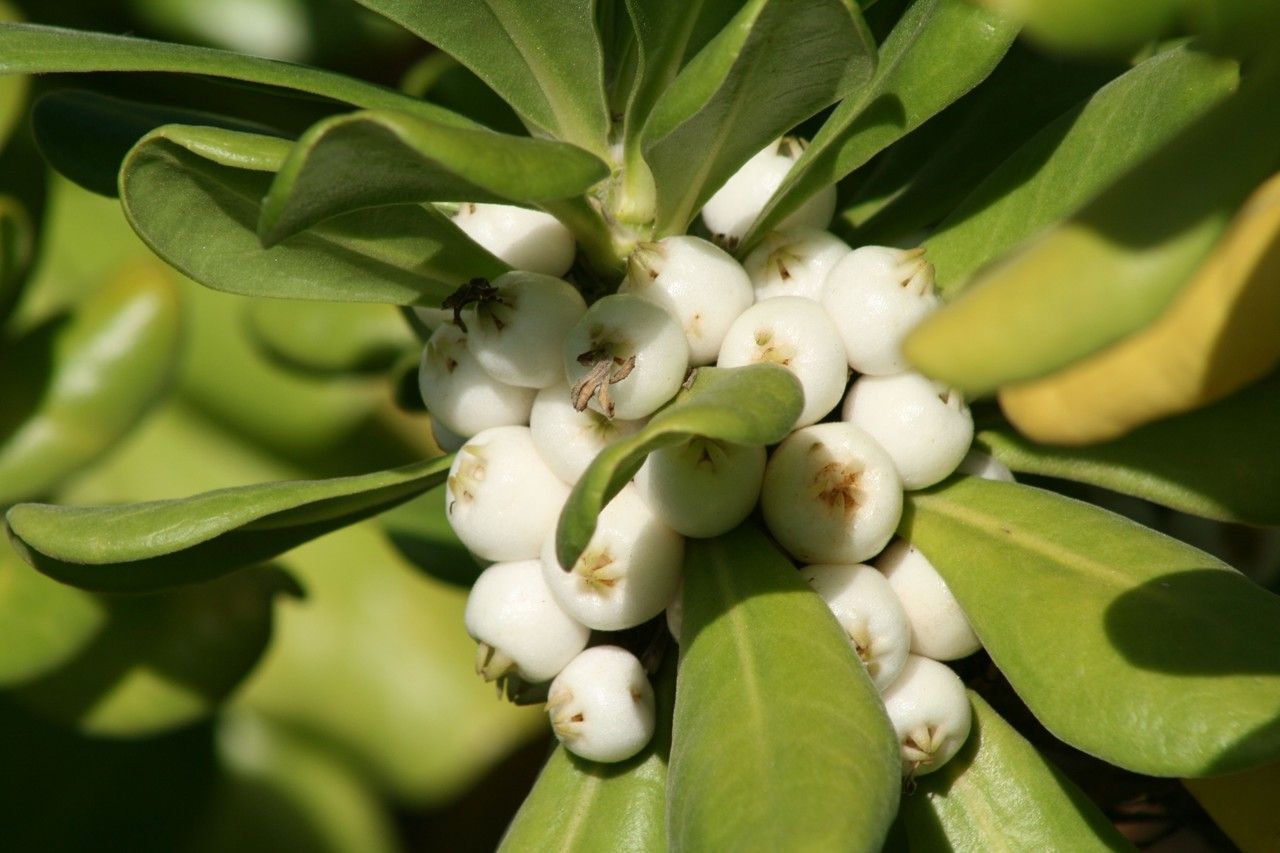 Scaevola sericea — search result for 'Scaevola'