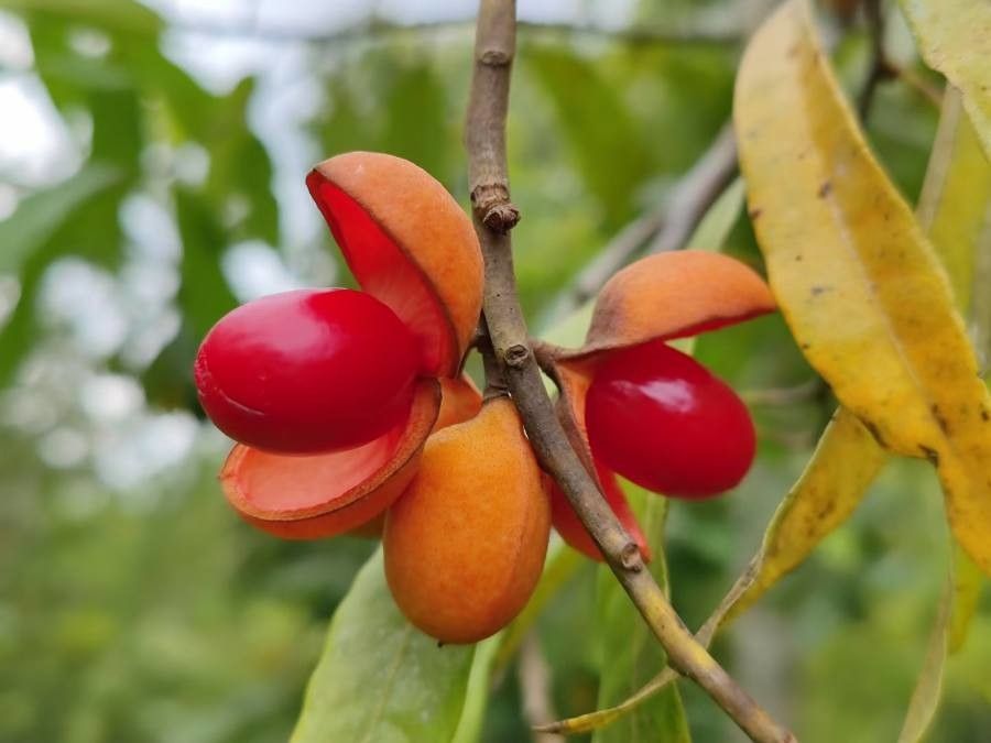 Harpullia arborea fruit