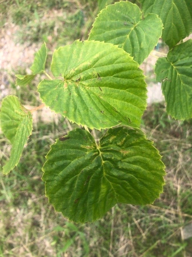Davidia involucrata leaf