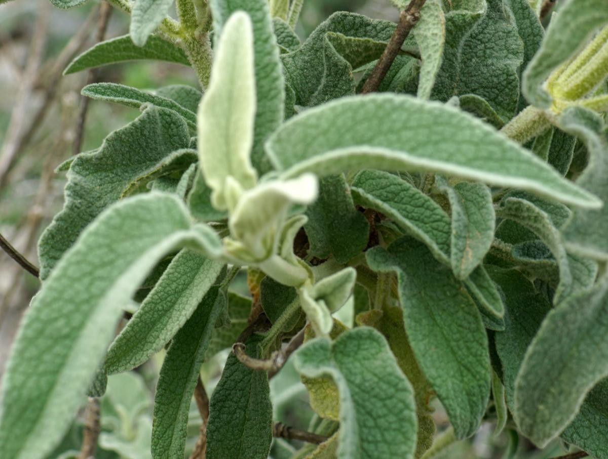 Phlomis pichleri leaf