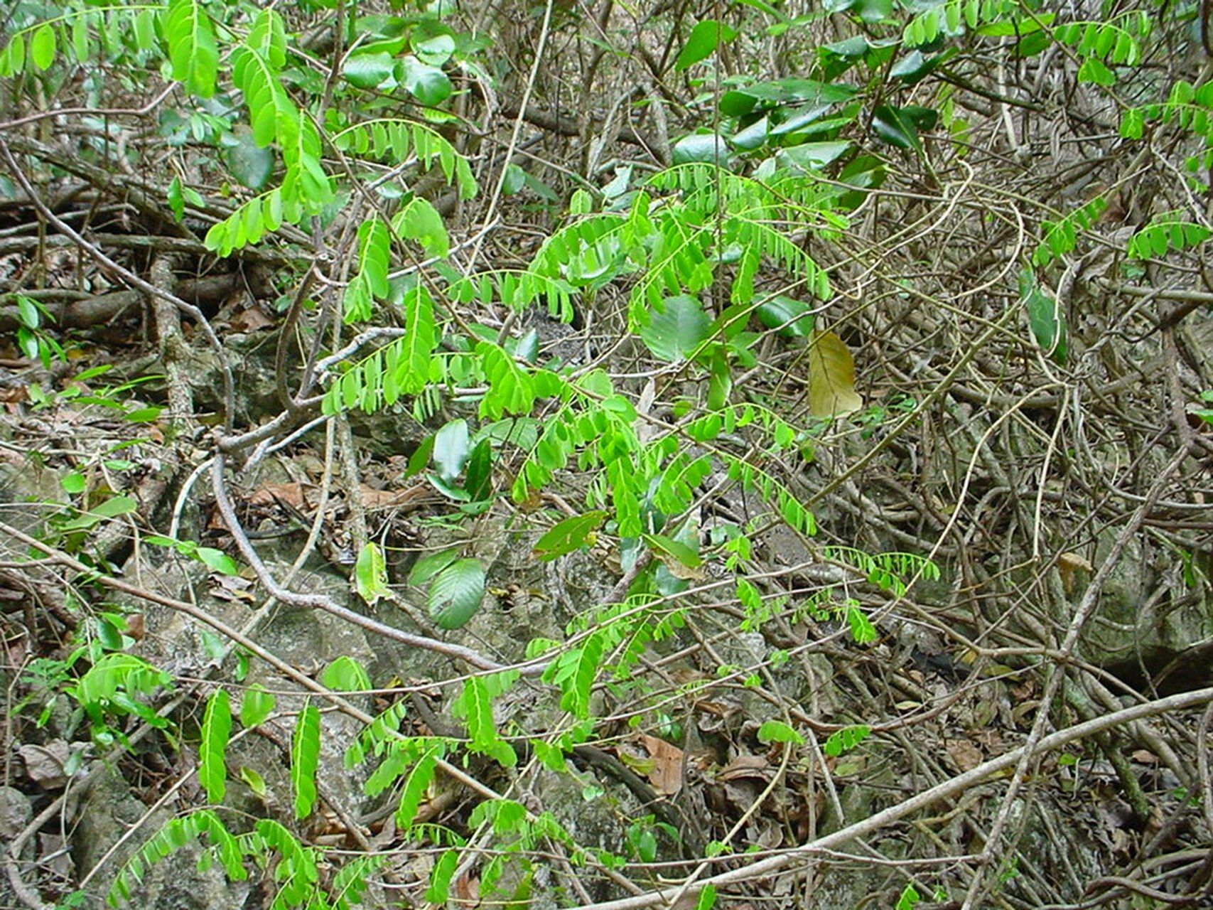 Phyllanthus deplanchei habit