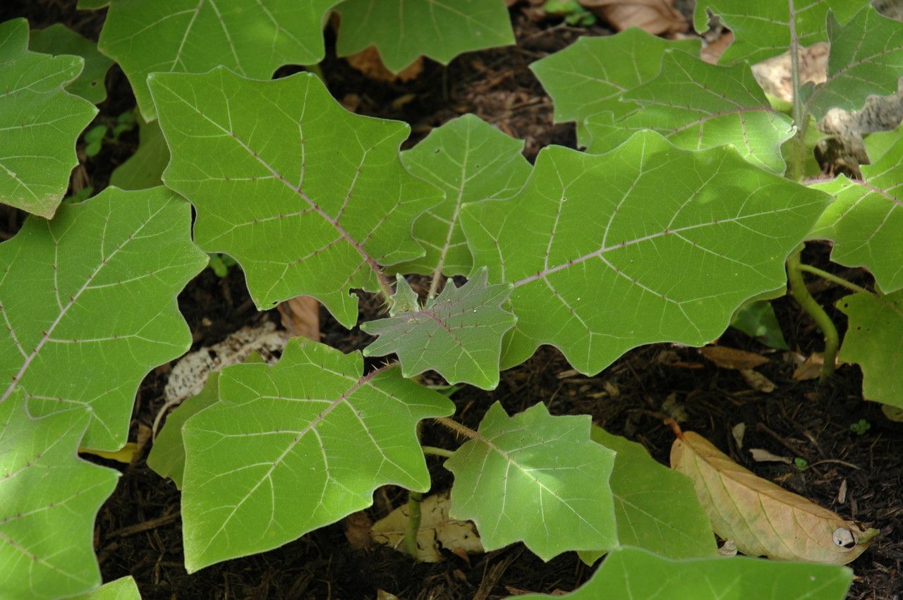 Solanum pectinatum — houseplant care guide