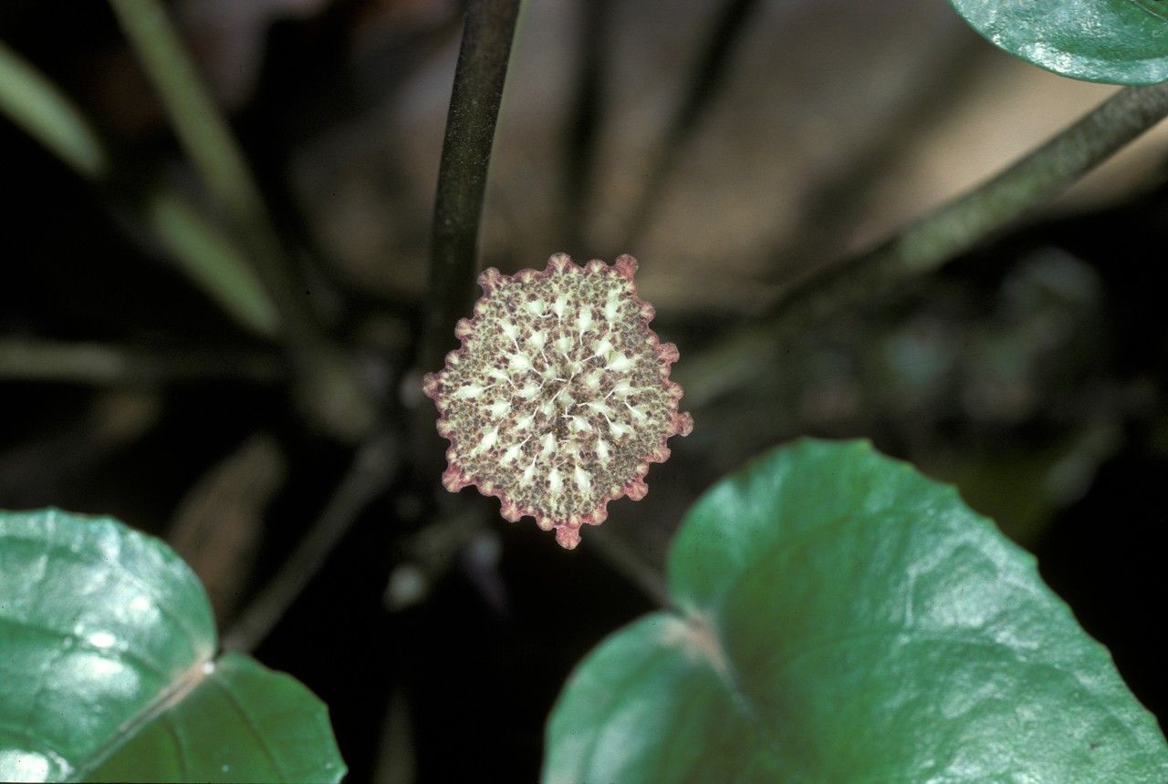 Dorstenia indica flower