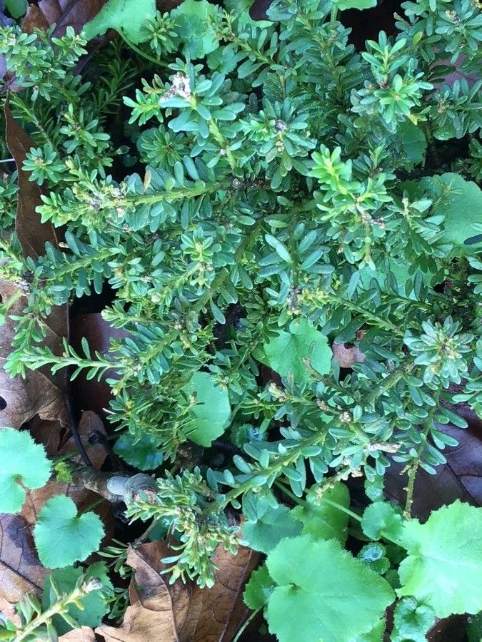 Podocarpus lawrencii habit