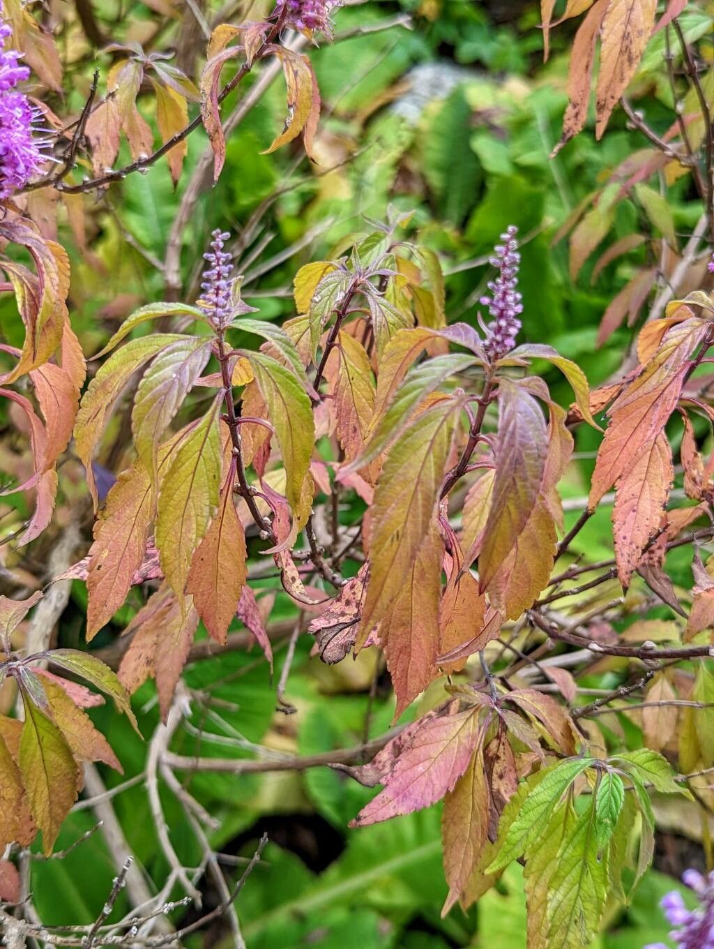 Elsholtzia stauntonii leaf