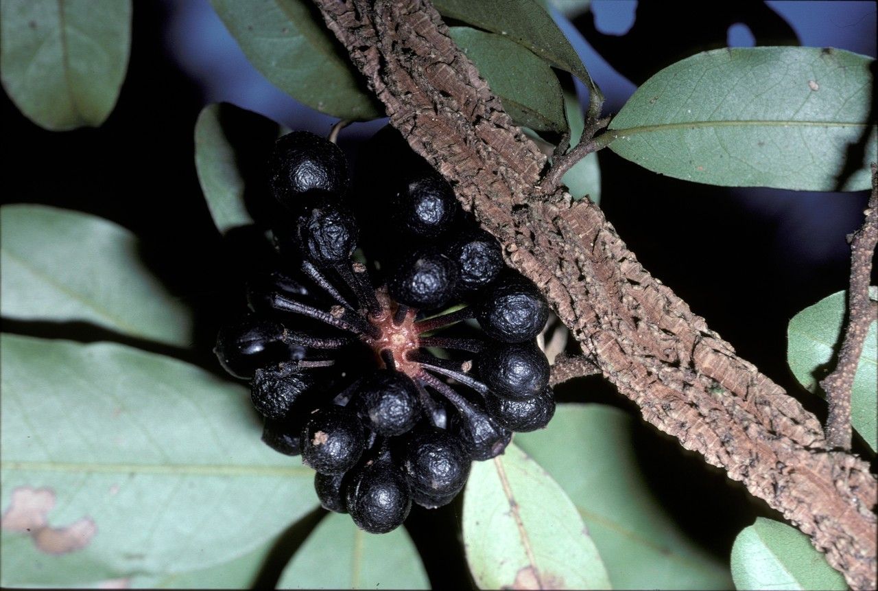 Desmos saccopetaloides — related species from the same genus