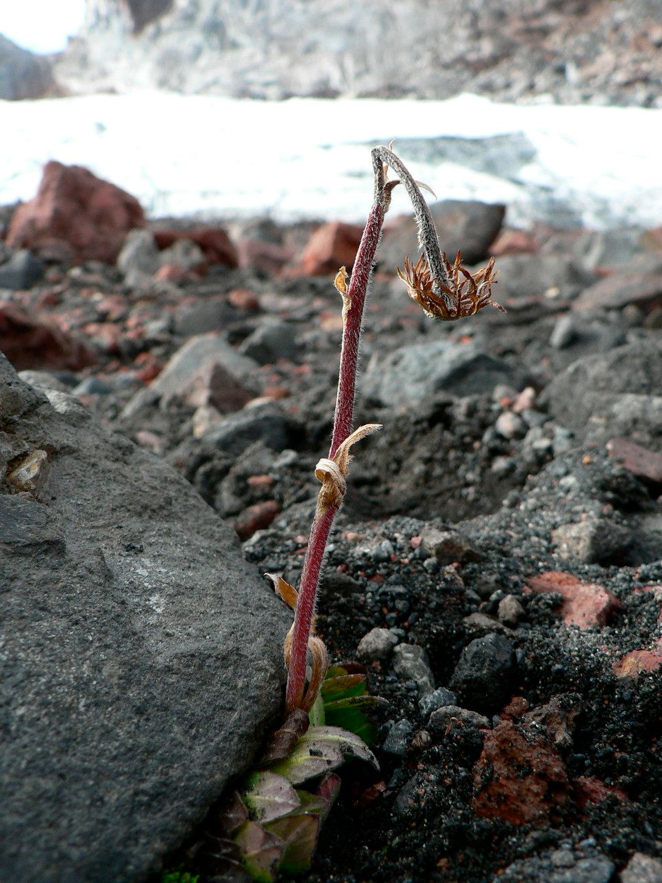 Silene thysanodes bark