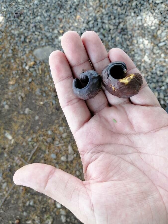 Caesalpinia coriaria fruit