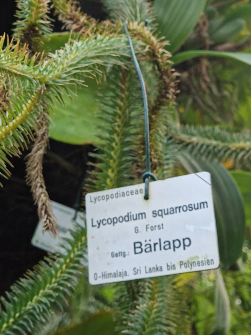 Lycopodium scariosum other
