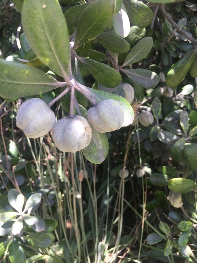 Pittosporum crassifolium fruit