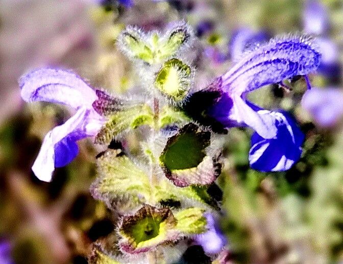 Salvia africana-caerulea flower