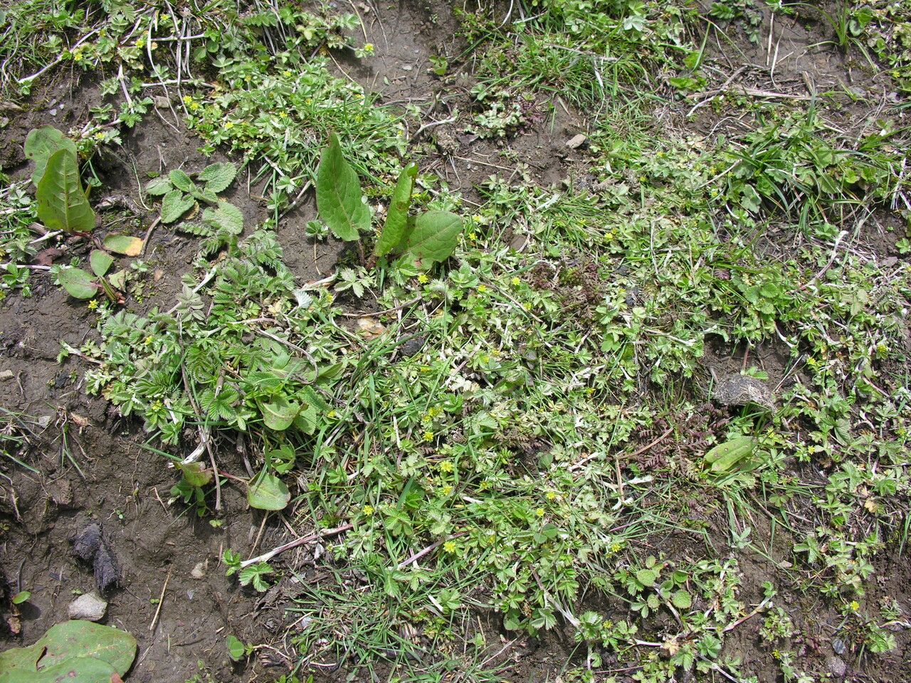 Argentina micropetala — houseplant care guide