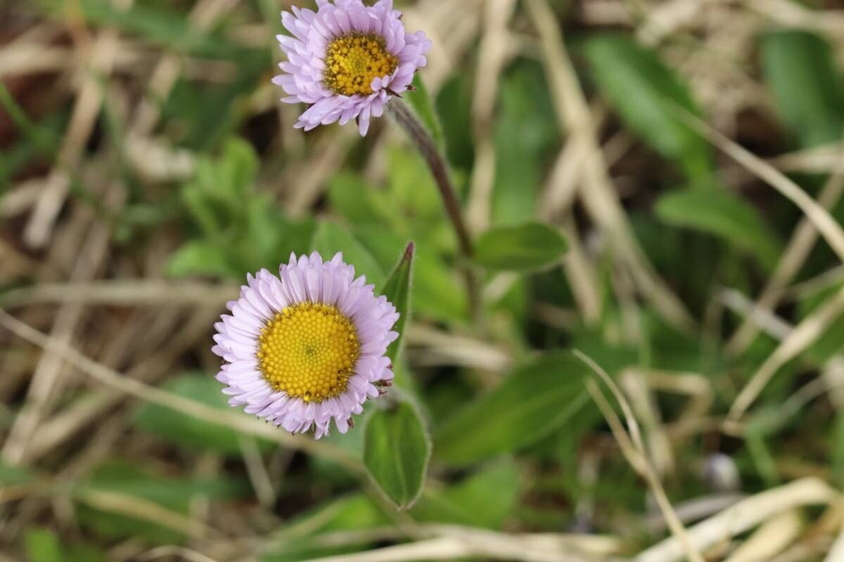 Erigeron thunbergii — search result for 'Erigeron'