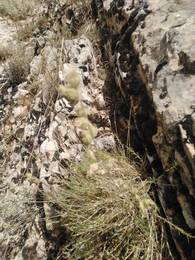 Silene stenobotrys fruit