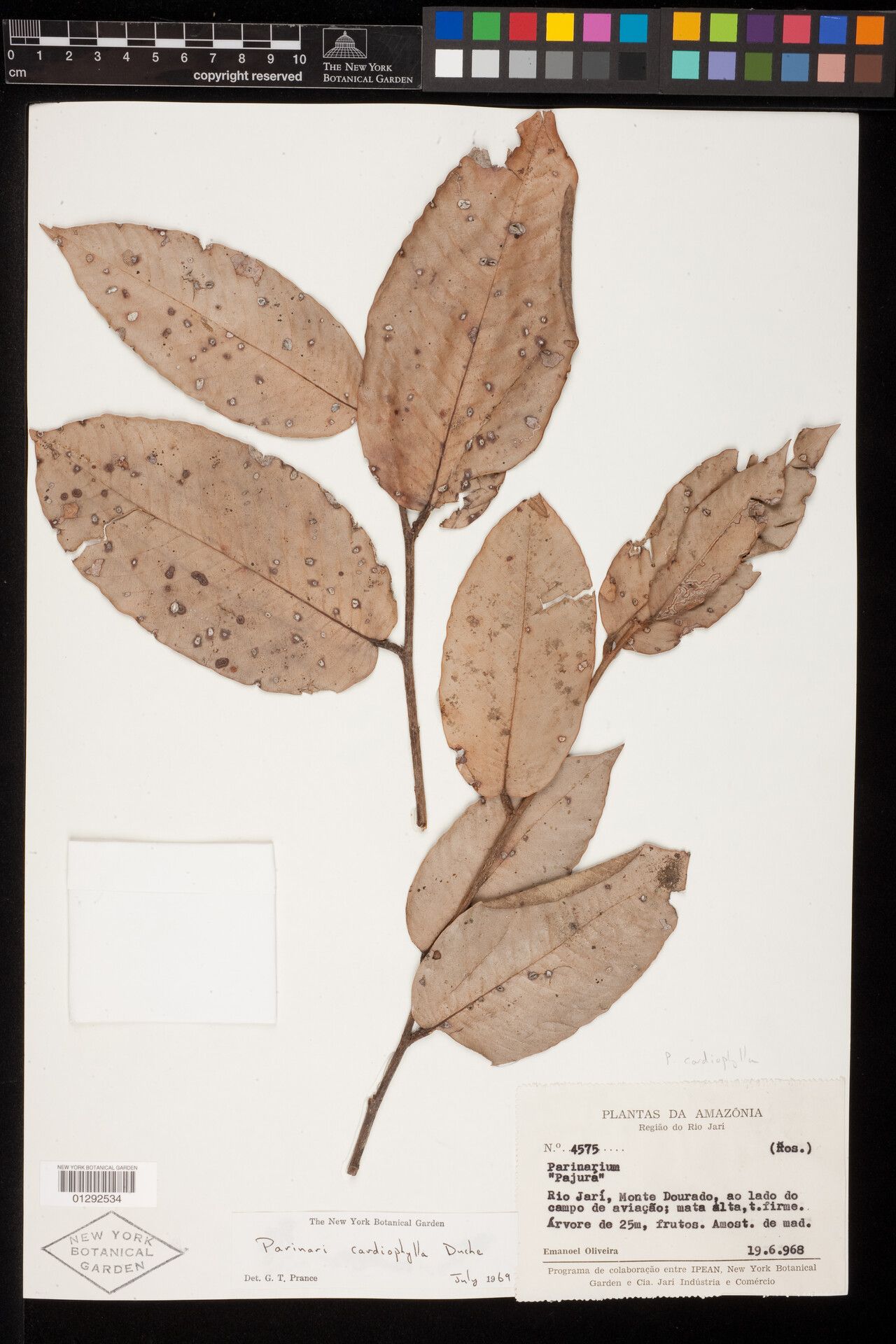 Parinari cardiophylla — related species from the same genus