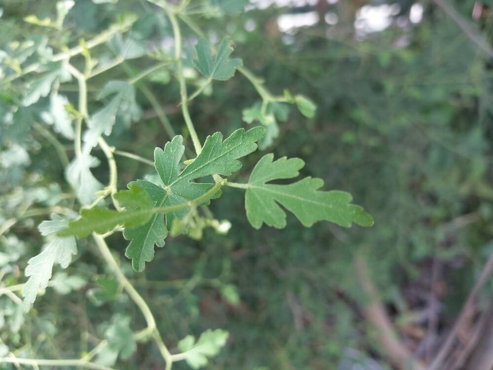 Hibiscus insularis leaf