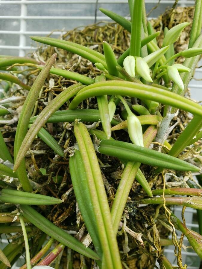 Leptotes bicolor — search result for 'Vanilla'