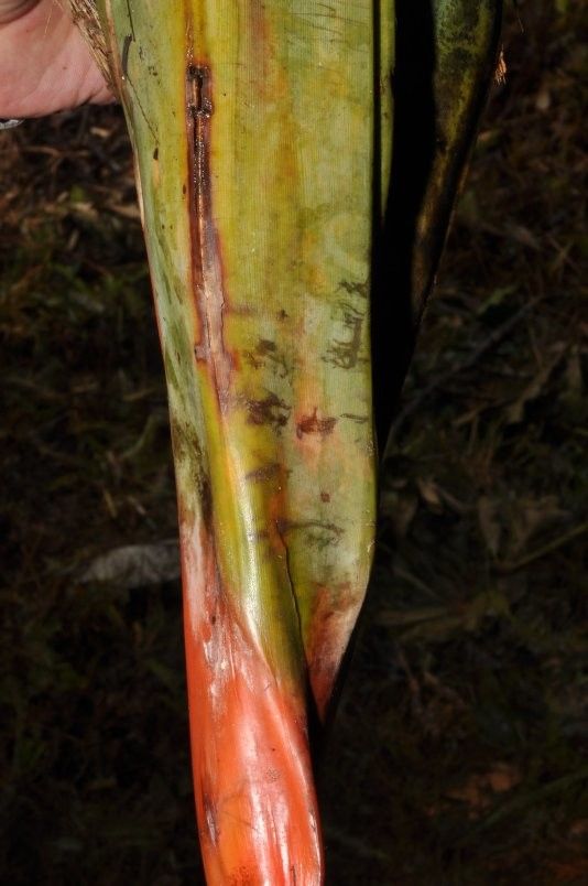 Pandanus taluucensis bark
