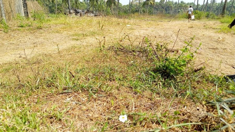 Hemidesmus indicus habit