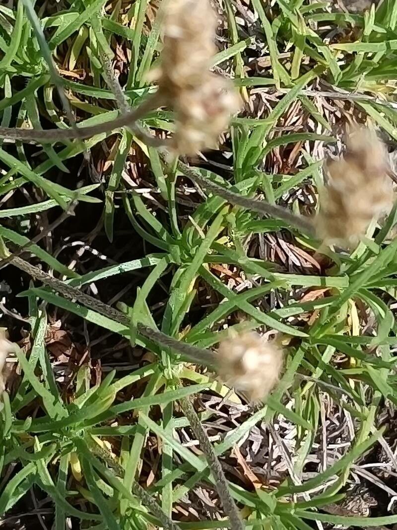 Plantago holosteum leaf
